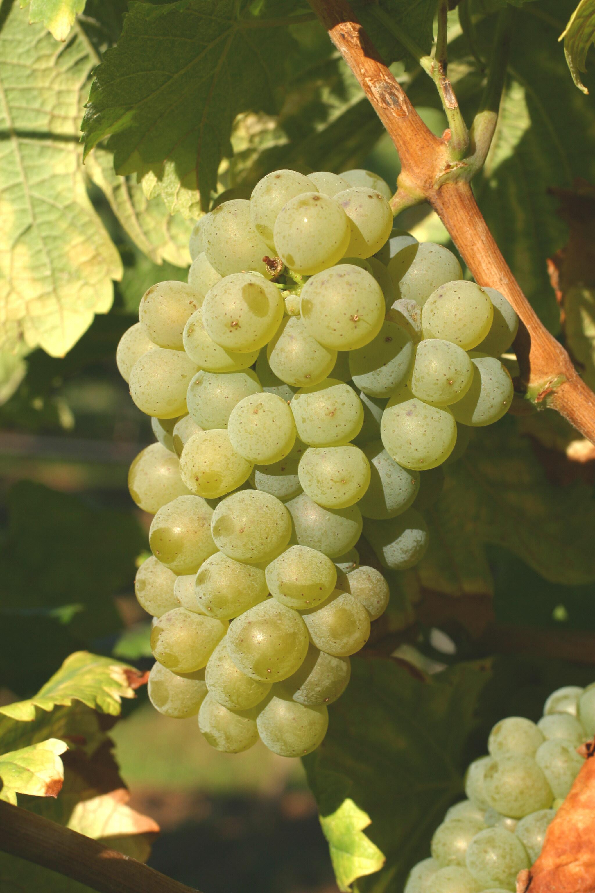 Billede af en klase sauvignon blanc druer