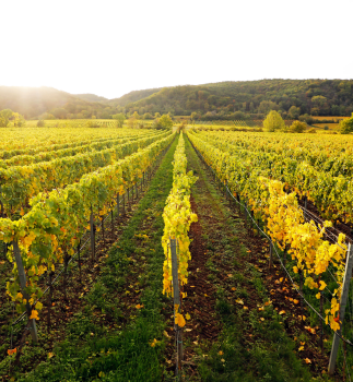 Vinmark i Alsace