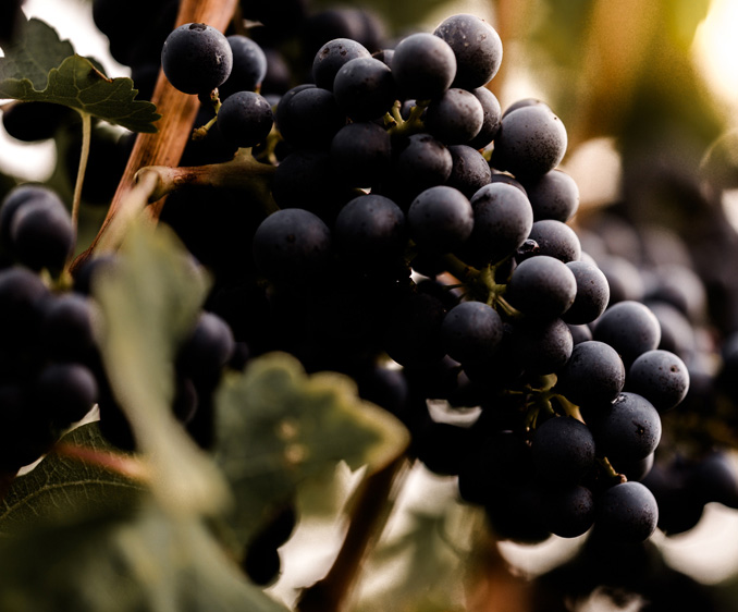 Billede af klase med Cabernet Franc druer