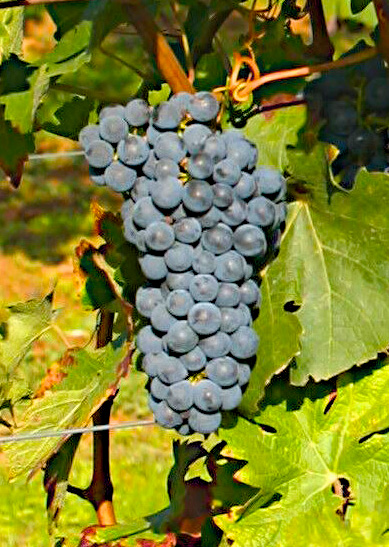 Billede af klase med Cabernet Sauvignon druer