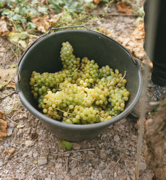 nyplukkede chardonnay druer