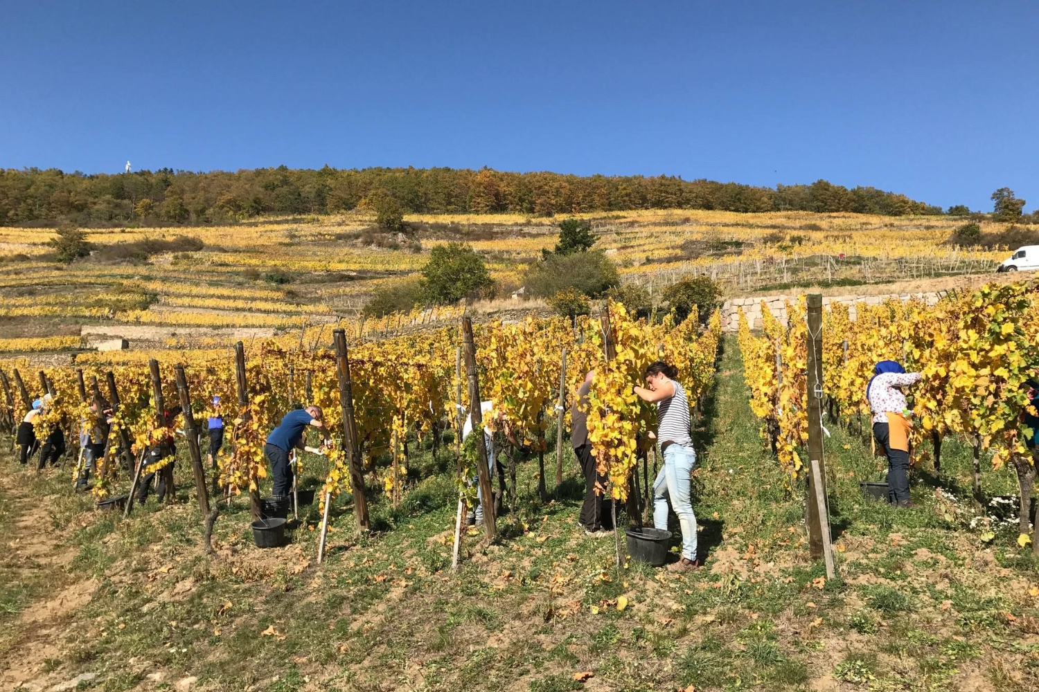 Domaine Weinbach - Alsace