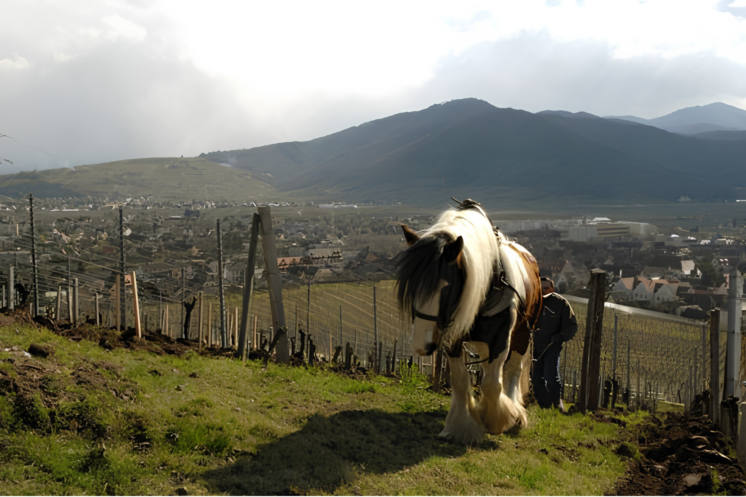 Domaine Zind-Humbrecht - Alsace