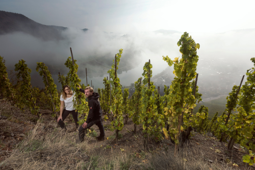 Weingut Franzen