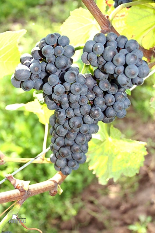 Klase med Pinot Noir Pr�coce druer