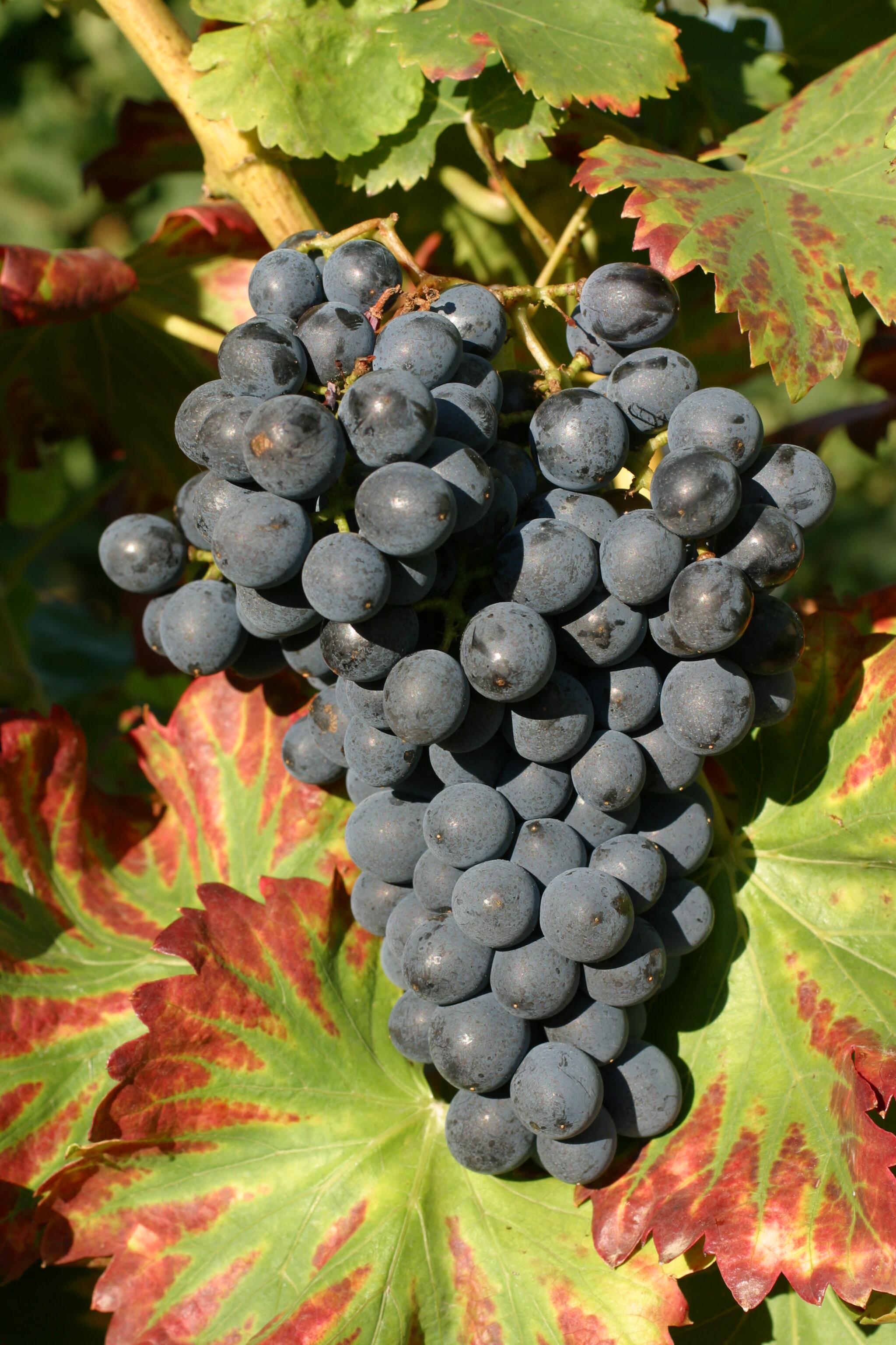 Billede af en klase grenache noir druer