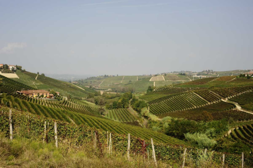 Vinmarker i Barbaresco