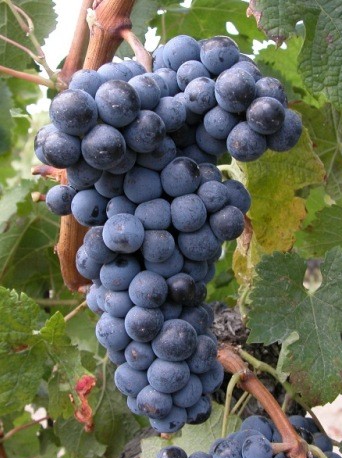 Billedet viser klase med Merlot druer