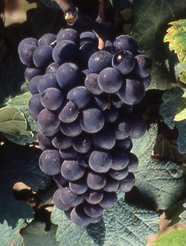 Billedet viser klase med Pinot Meunier druer