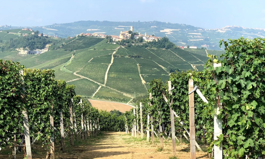 Billede af vinmarker i Barbaresco