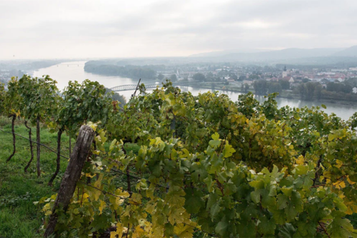 Vinmarker i Wachau