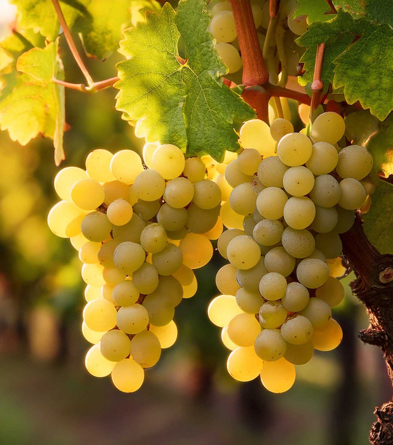 Billede af klase med Pinot Blanc druer