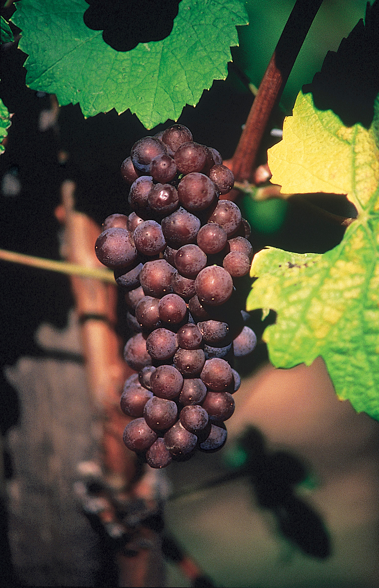 Billede af en klase Grauburgunder aka Pinot Gris druer