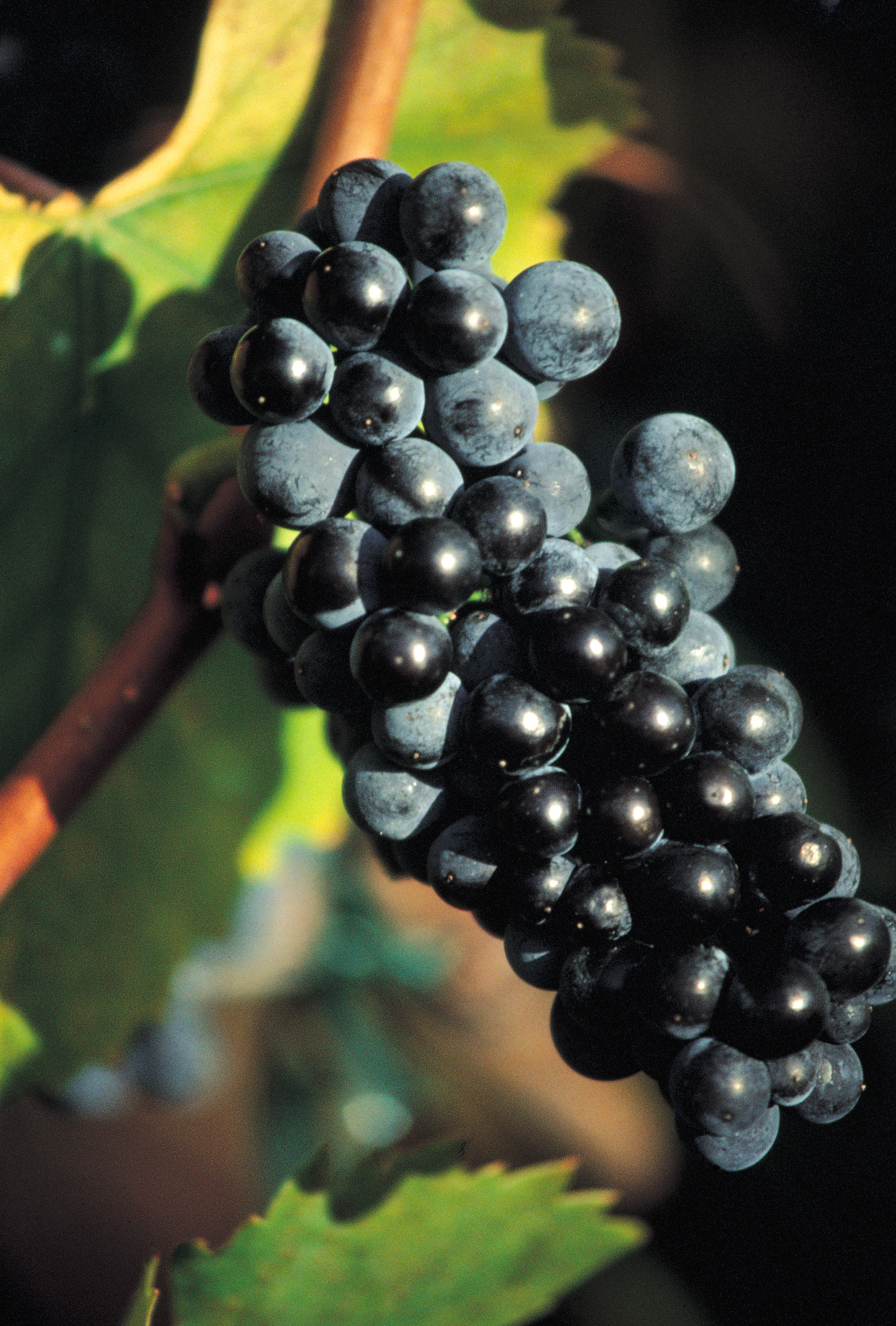 Billede af en klase pinot noir druer