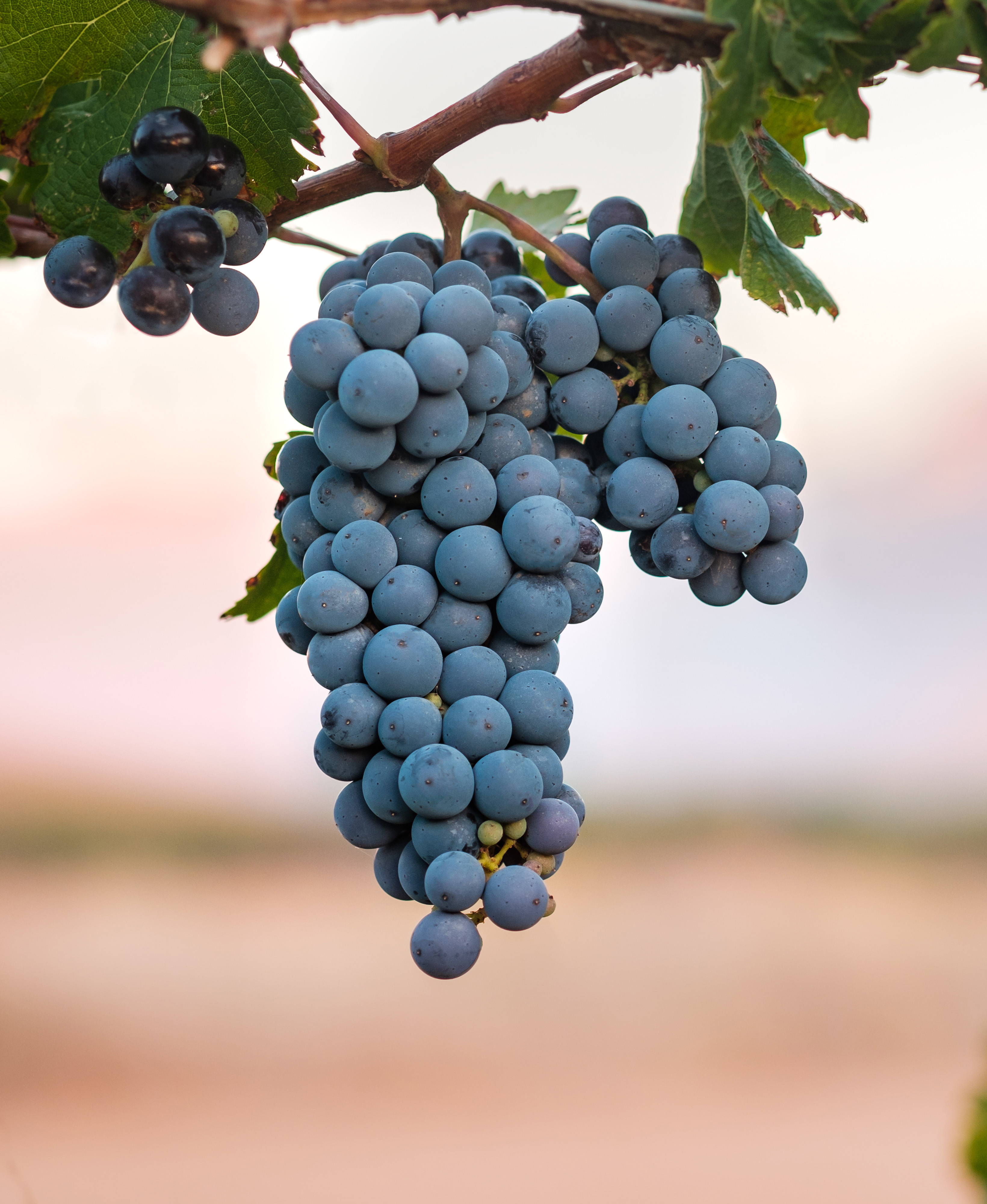 Billede af klase med Syrah druer