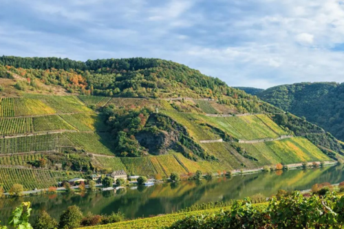Vinmarker ved Mosel
