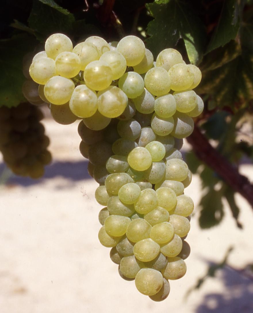 Billedet viser klase med Viognier druer
