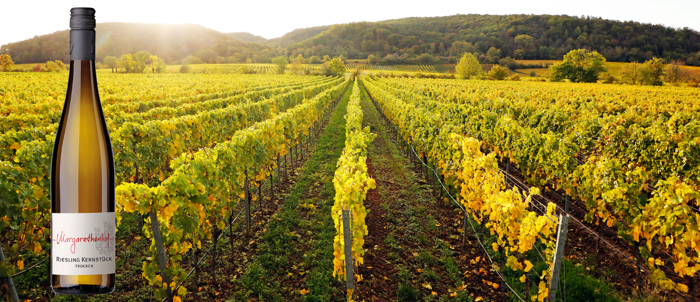 Vinmark ved byen Forst i Pfalz