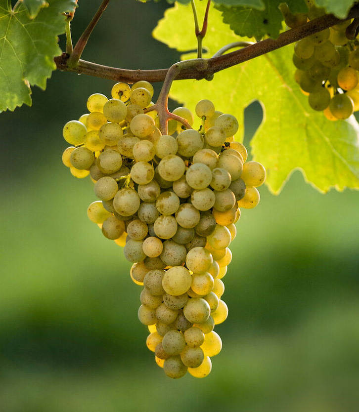 Billedet viser en klase med Gr�ner Veltliner druer