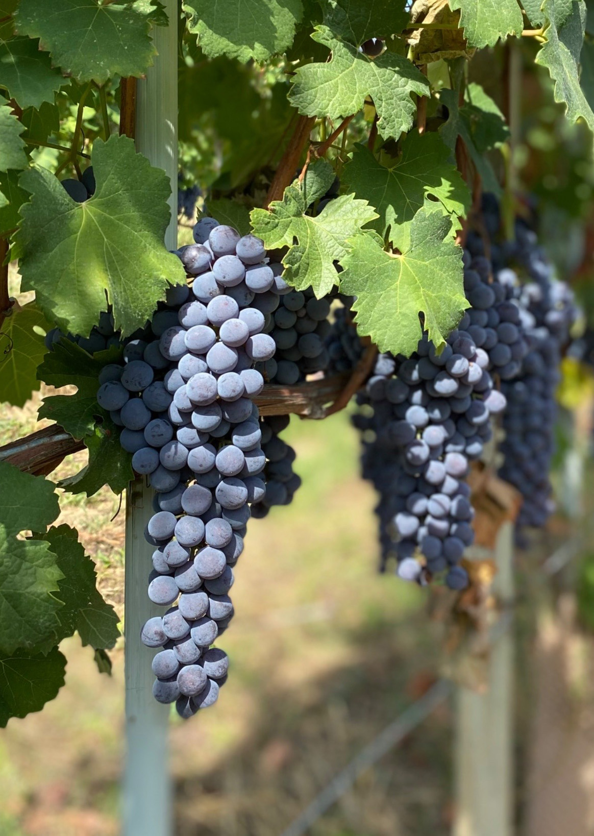 Billede af klase med Nebbiolo druer