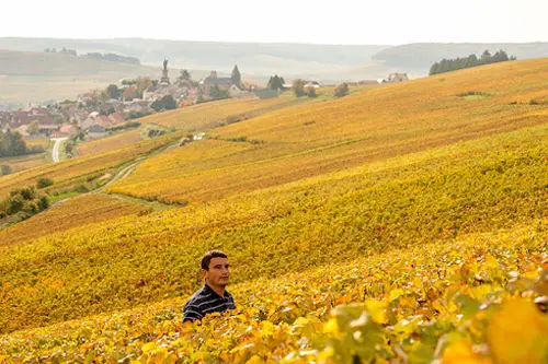 Champagne Caz&eacute;-Thibaut