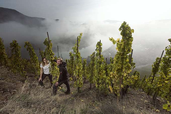 Weingut Franzen p� Europas stejleste vinmark: Bremmer Calmont