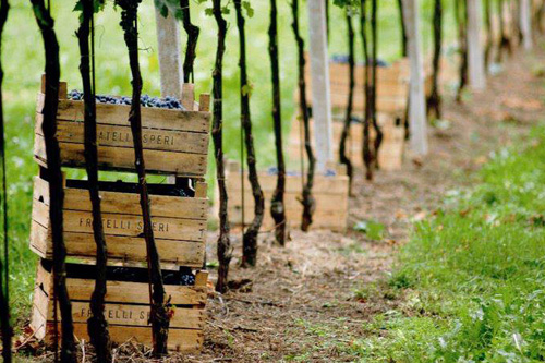 Billede af kasser med nyh�stede druer i Valpolicella