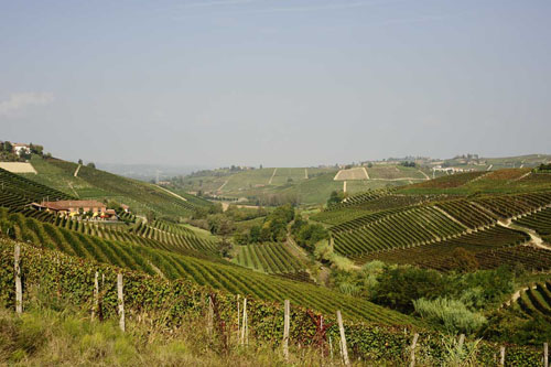 Billede af vinmarker i Barbaresco