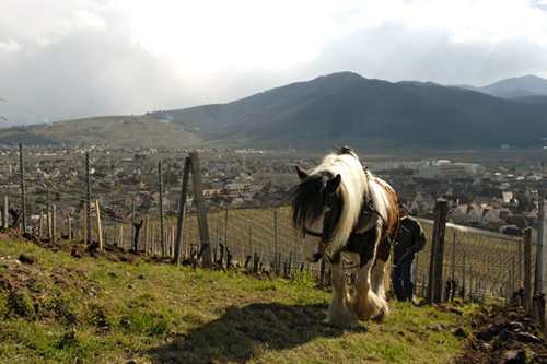 Domaine Zind-Humbrecht - Alsace